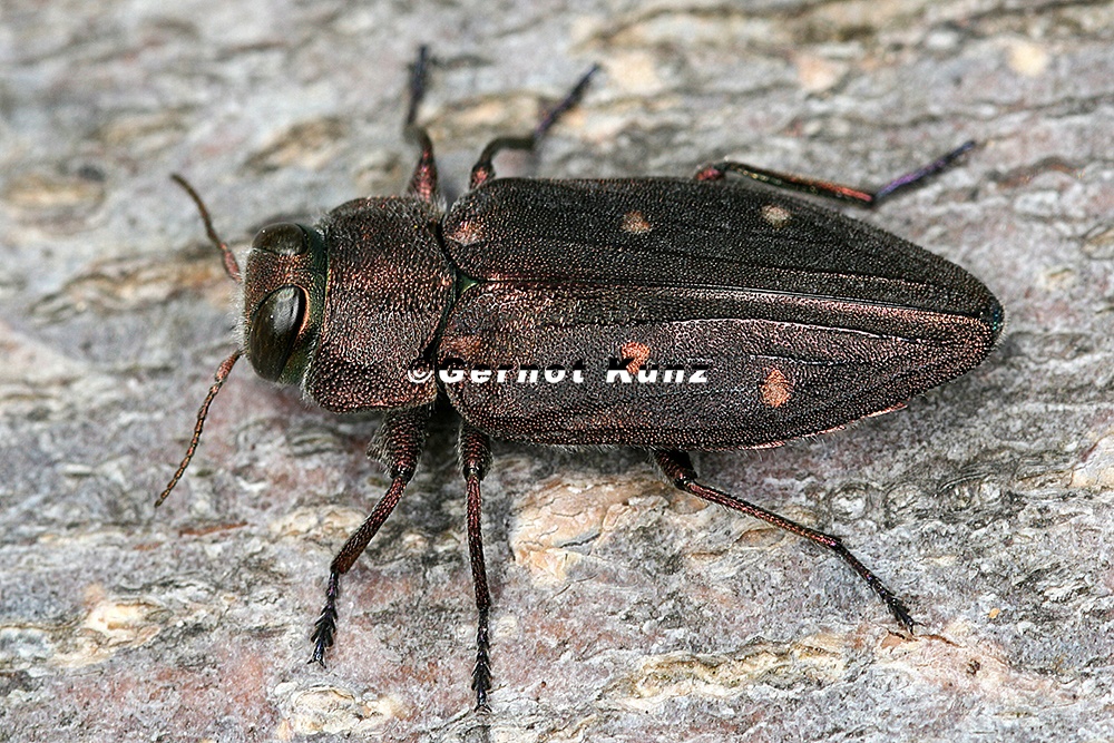 Chrysobothris affinis  Goldgruben Eichenprachtk  fer 6 2v