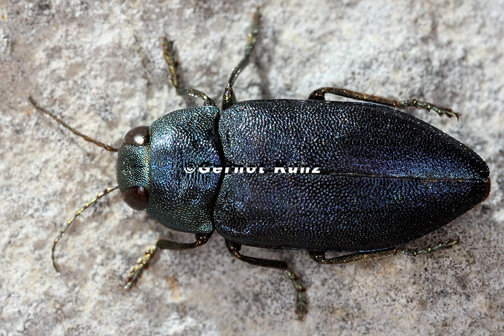 Phaenops cyanea  Blaue Kiefernprachtk  fer 1 2