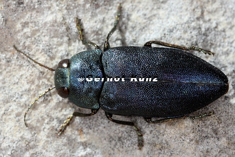 Phaenops_cyanea__Blaue_Kiefernprachtk__fer_1_2.jpg
