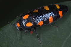 Ptosima undecimmaculata Variable Prachtkaefer1 2v