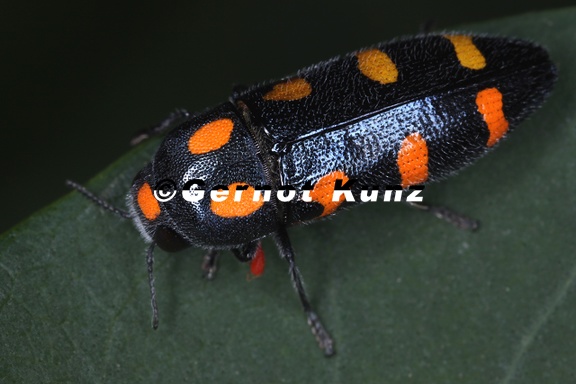 Ptosima undecimmaculata Variable Prachtkaefer1 2v