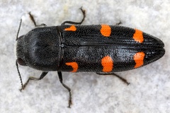 Ptosima undecimmaculata Variable Prachtkaefer3 2