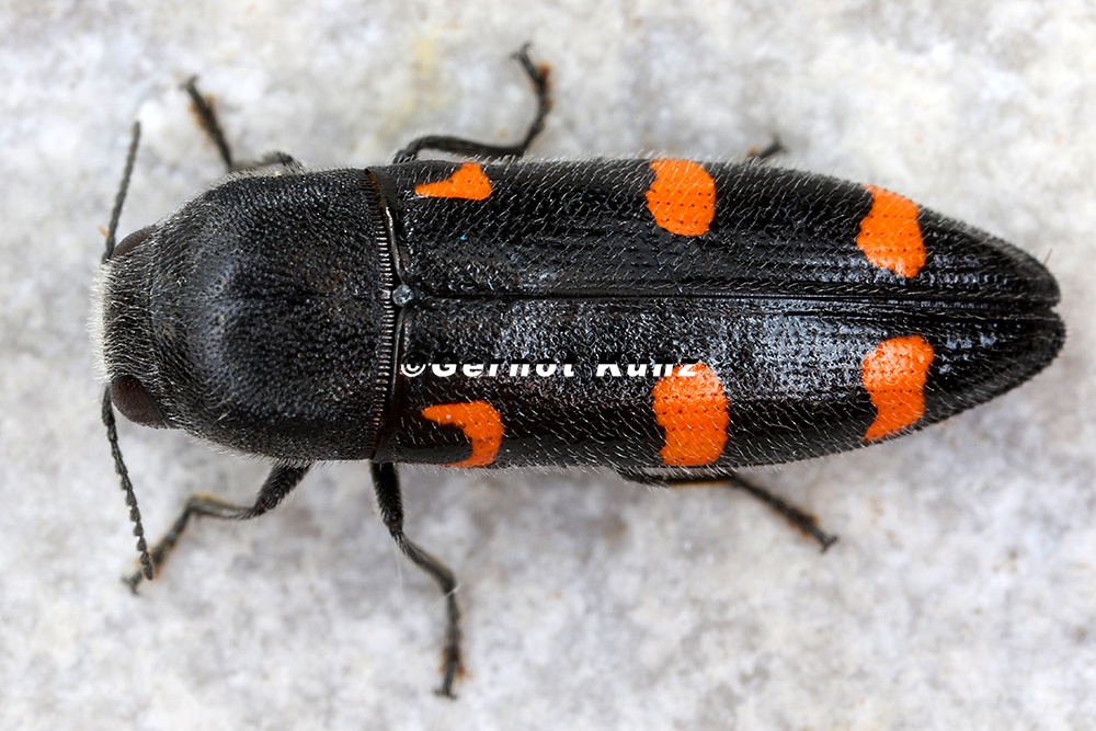 Ptosima undecimmaculata Variable Prachtkaefer3 2