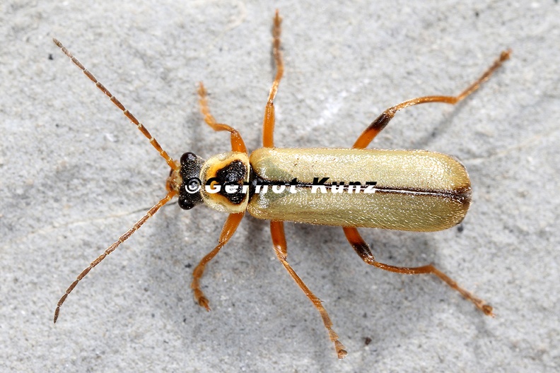Cantharis_cf__decipiens_7_2.jpg