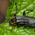 Cantharis cf  obscura 1 1