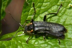 Cantharis cf  obscura 1 1