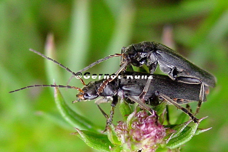 Cantharis_tristis__Schwarzer_Gebirgs-Weichk__fer_1_2.jpg