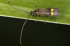 Malthodes sp  4 2