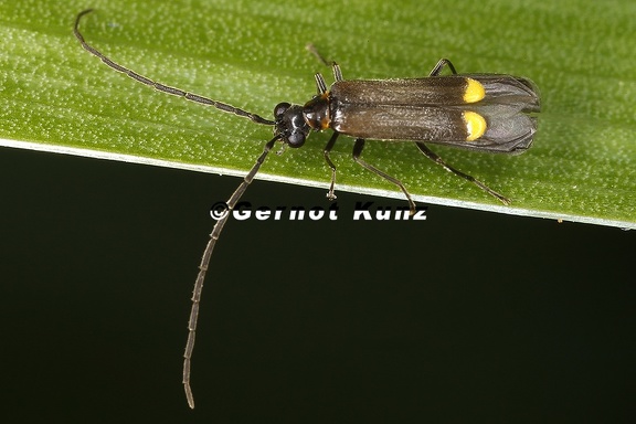 Malthodes sp  4 2