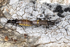 Malthodes sp  5 2