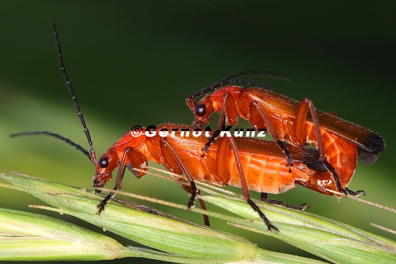 Rhagonycha_fulva__Rotgelber_Weichk__fer_K1_2.jpg