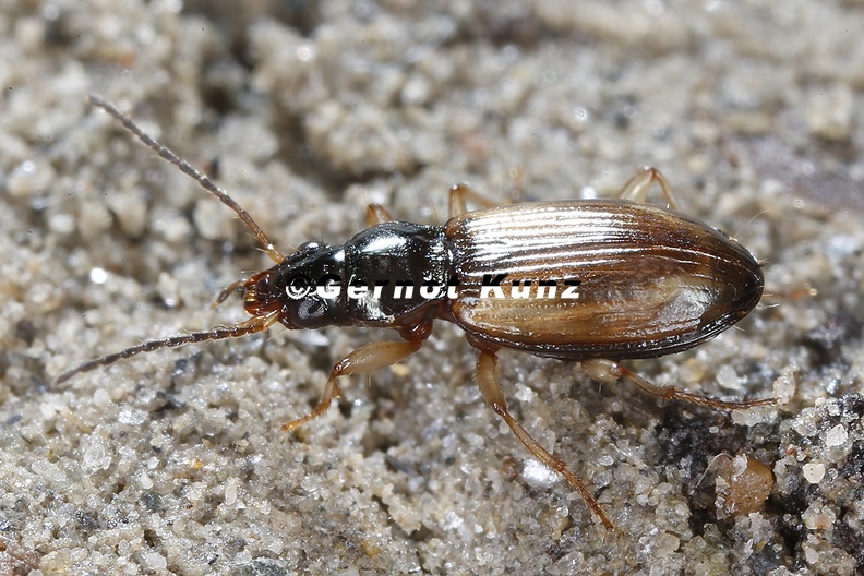Bembidion_cf__testaceum_2_2.jpg