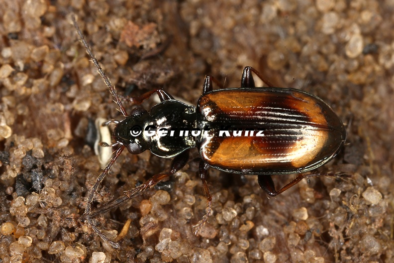 Bembidion_femoratum__Kleiner_Kreuz-Ahlenl__ufer__1_2.jpg