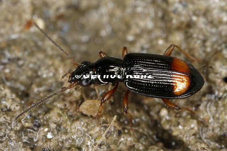Bembidion_modestum_1_2.jpg
