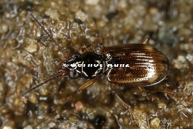 Bembidion_octomaculatum_3_2.jpg