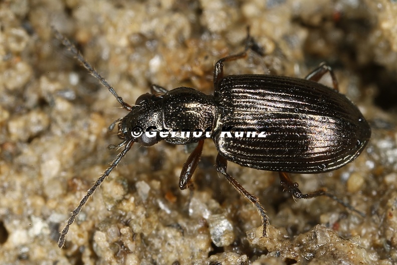 Bembidion_punctulatum__Punktierter_Ahlenl__ufer_1_2.jpg