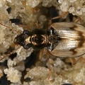 Bembidion ruficolle 2 001