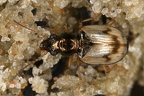 Bembidion ruficolle 2 001