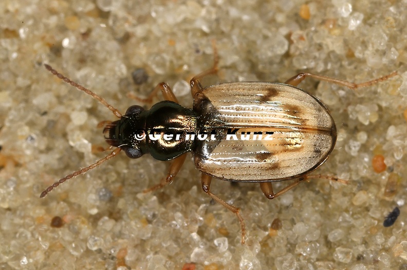 Bembidion_ruficolle_4_2.jpg