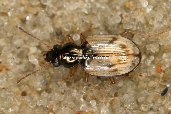 Bembidion ruficolle 4 2