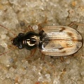 Bembidion ruficolle 4 2