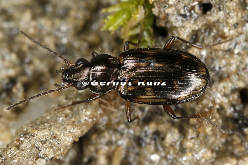 Bembidion_semipunctatum_1_2.jpg