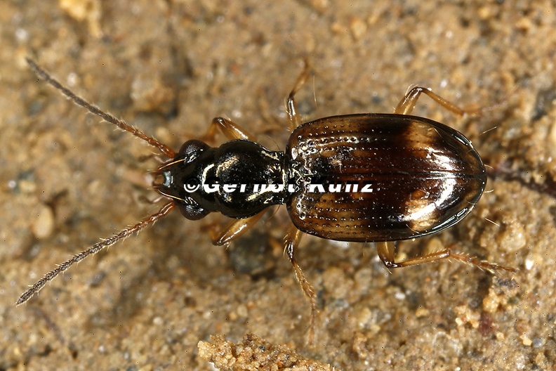 Bembidion_sp__1_2v.jpg