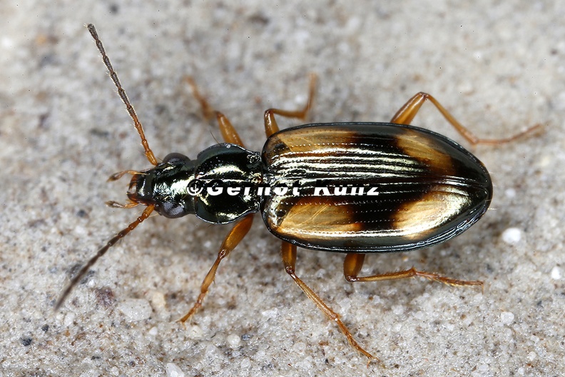 Bembidion_sp__2_2.jpg