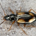 Bembidion sp  2 2