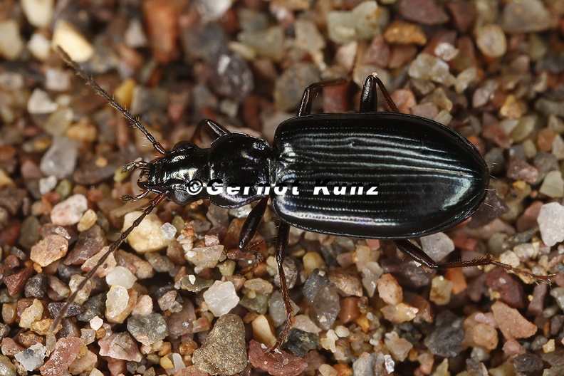 Bembidion_sp__3_2.jpg