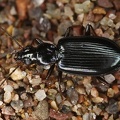 Bembidion sp  3 2
