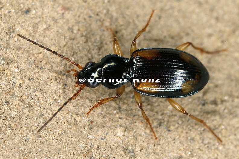 Bembidion_sp__5_2.jpg
