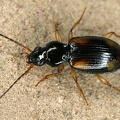 Bembidion sp  5 2