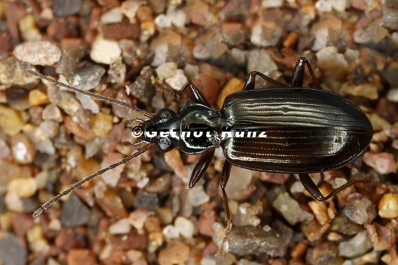 Bembidion_sp__5_2_001.jpg