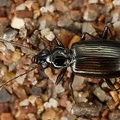 Bembidion sp  5 2 001