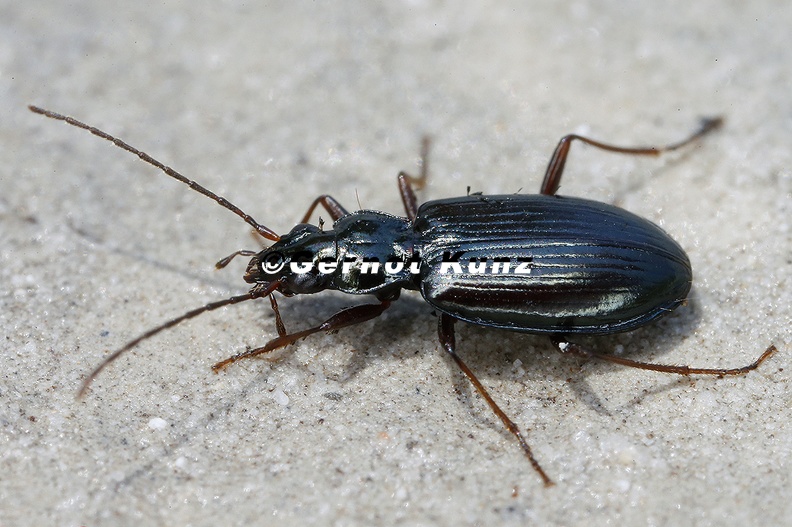 Bembidion_sp__6_2.jpg