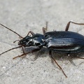Bembidion sp  6 2