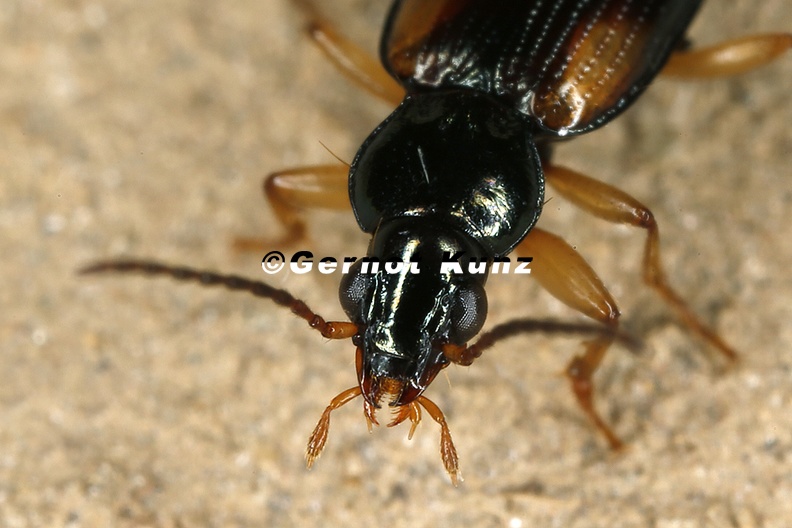 Bembidion_sp__6_4.jpg