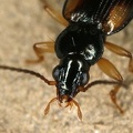 Bembidion sp  6 4