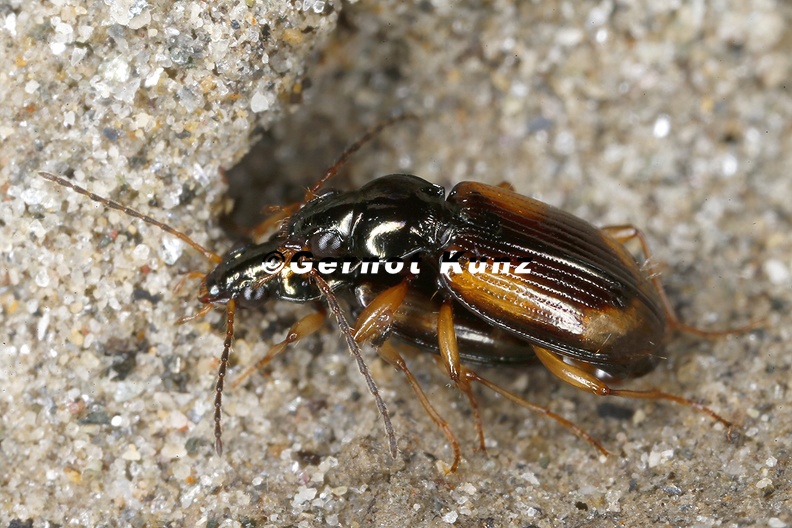 Bembidion_sp__K8_2.jpg