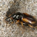 Bembidion sp  K8 2