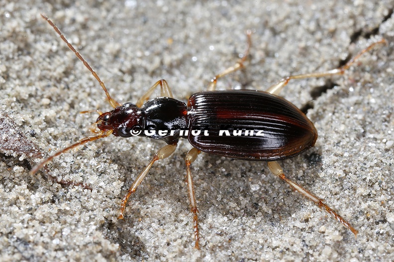 Bembidion_sp__cf__4_2.jpg