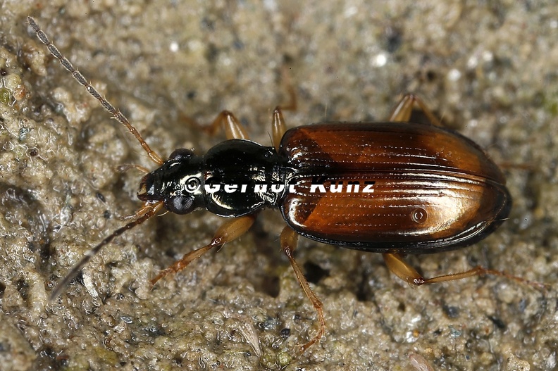 Bembidion_testaceum_2_2.jpg