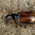 Bembidion testaceum 2 2