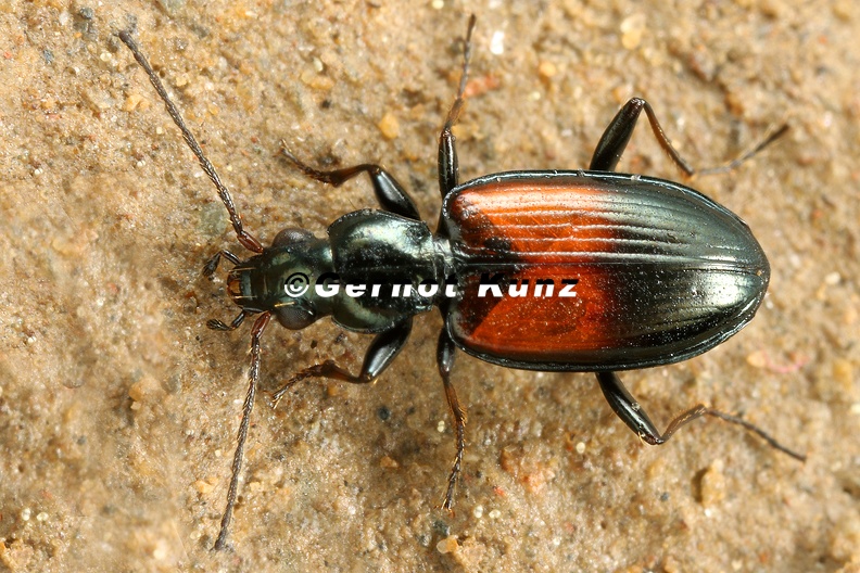 Bembidion_varicolor_7_2.jpg