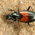 Bembidion varicolor 7 2