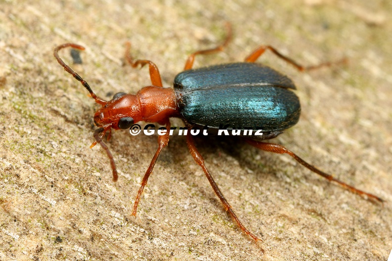 Brachinus_explodens__Kleine_Bombardierk__fer_5_2.jpg