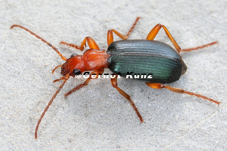 Brachynus_crepitans__Gro__e_Bombardierk__fer_2_2.jpg