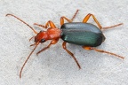 Carabidae (Laufkäfer)