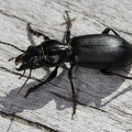 Broscus cephalotes  Kopflaufk  fer 1 1
